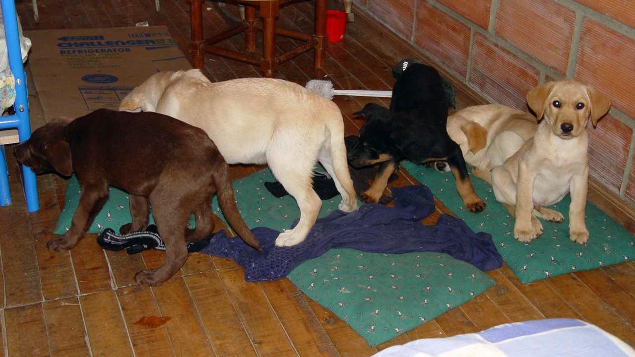 US: Vet accused of implanting heroin in puppies for drug ring appears in court